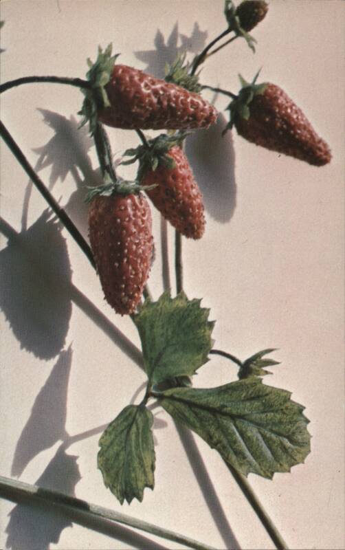 Monthly Strawberry Glass Model by R. Blaschka, Harvard
