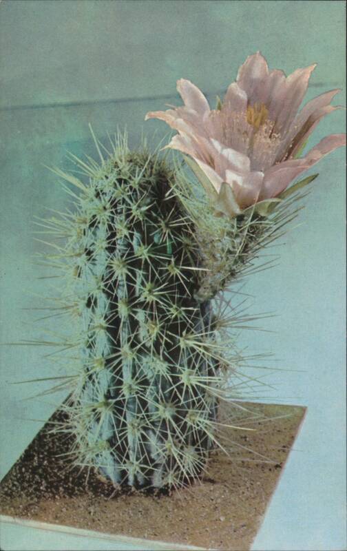 Echinocereus Engelmannii Cactus Glass Model with Pink Flower