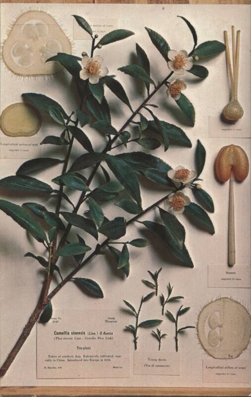 Camellia Sinensis Tea Plant Blaschka Glass Model R. Blaschka