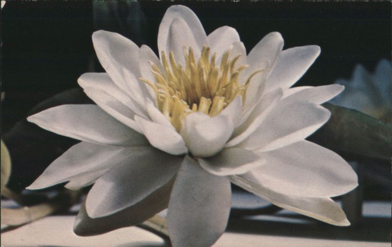 Nymphaea Odorata Water Lily, Blaschka Glass Model R. Blaschka