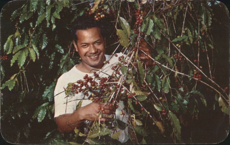 Coffee Berries, Kona, Hawaii Billy Howell