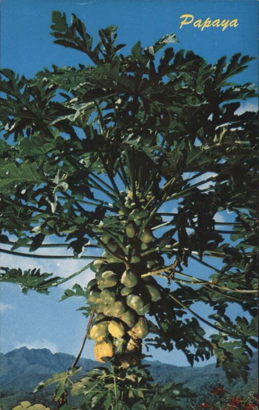 Hawaiian Papaya Tree with Fruit