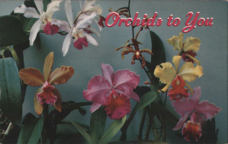 Orchids to You - Five Lovely Island Orchids Honolulu Hawaii