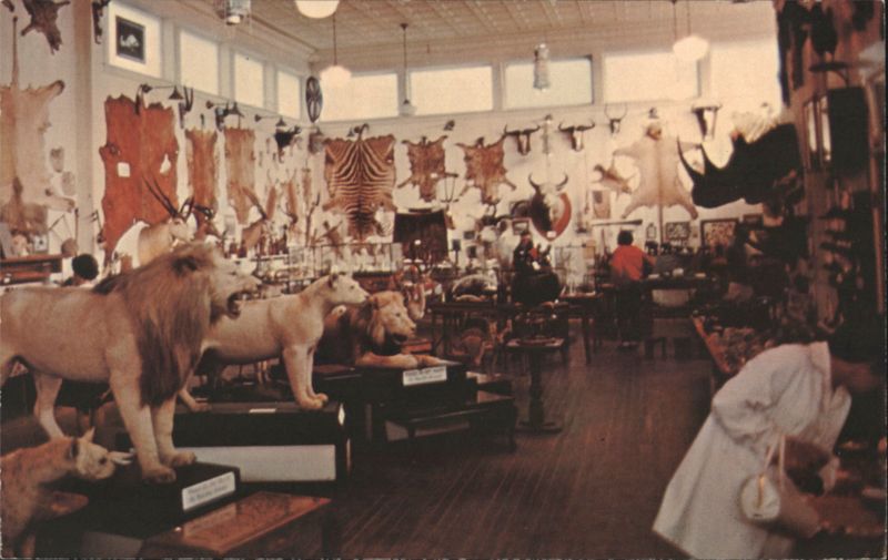Morse Museum Mounted Animals & World Curios Exhibit Warren New Hampshire