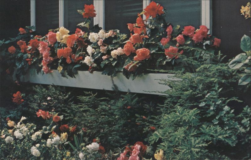 Tuberous Begonias at Freedom Acres, Wilmot Flat, NH New Hampshire