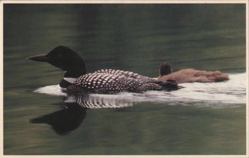 Common Loon with Chick on Back Bob Lapree Birds