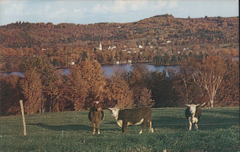 Cows in Golden Hued Autumn Landscape, East Andover, NH New Hampshire