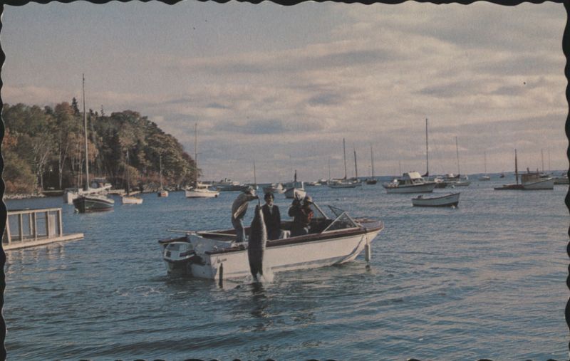Andre the Seal, Honorary Harbor Master, Rockport, ME Maine