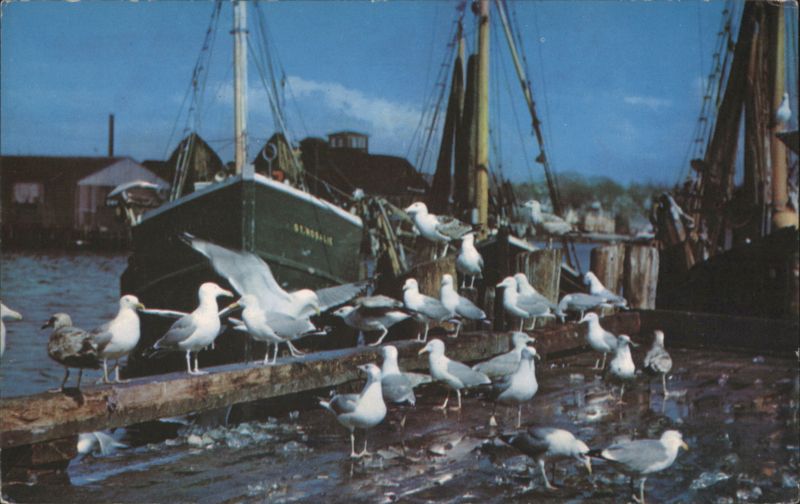 Gulls Feasting on Fish Scraps, New England Coast Mike Roberts