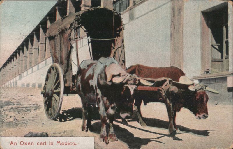 Oxen Cart Mexico