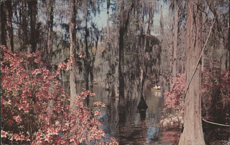 Cypress Gardens, Azaleas & Spanish Moss, Charleston South Carolina