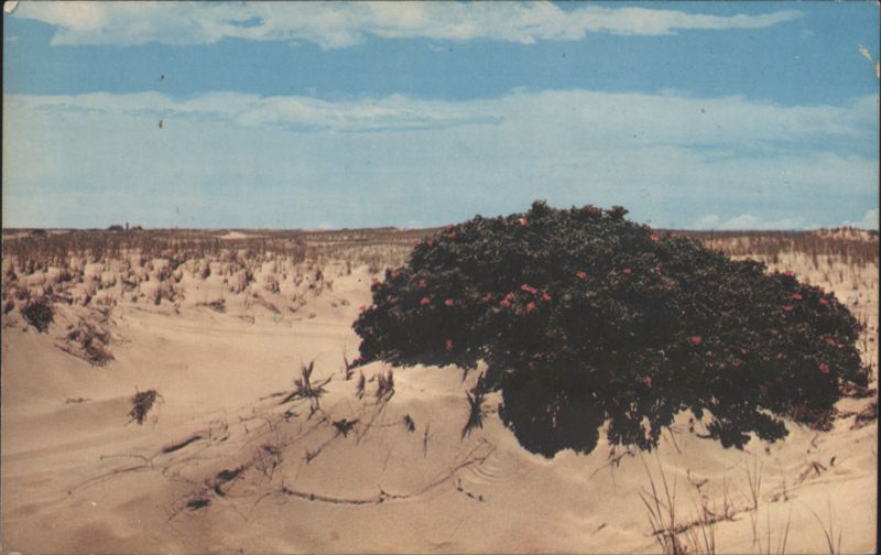 Wild Roses in Dunes, Cape Cod Massachusetts