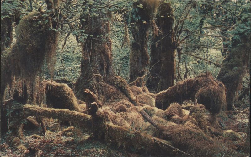 Rain Forests, Moss-Draped Trees, Olympic Mountains Washington