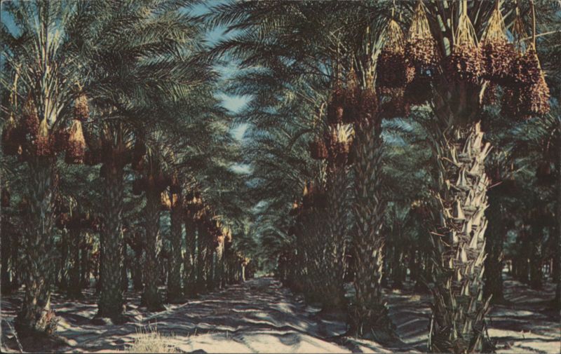Coachella Valley Date Garden with Palm Trees California