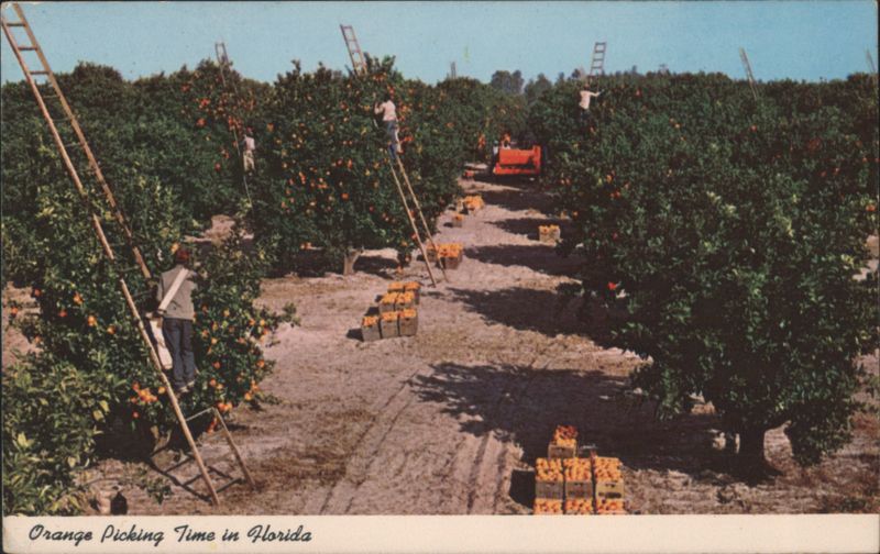 Orange Picking Time in Florida Bob Leahey