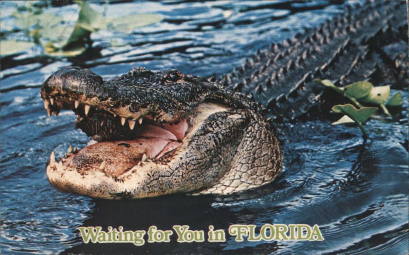 Alligator with Open Mouth, Florida Cypress Gardens