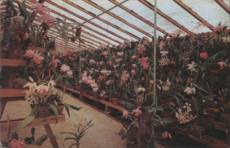 Weeki Wachee Orchid Gardens Greenhouse, FL Florida