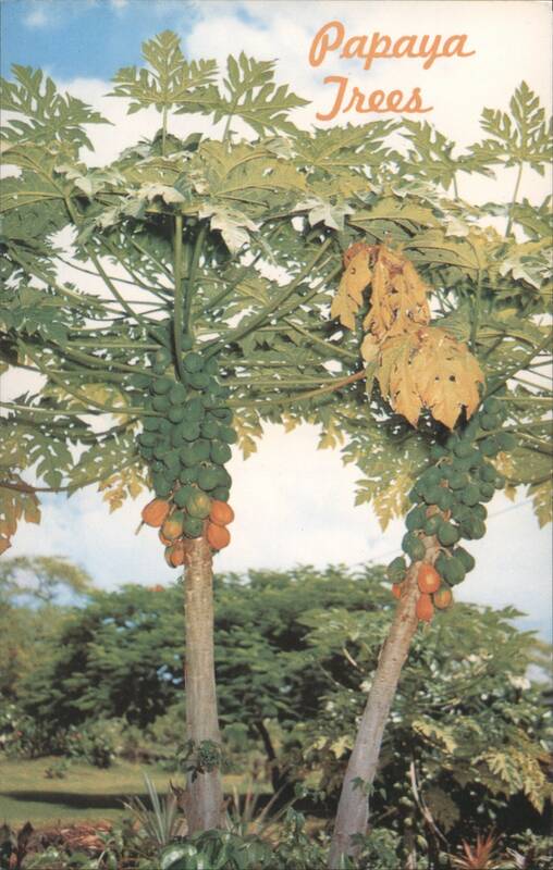 Papaya Trees with Fruit, Hawaii E. CRAIG