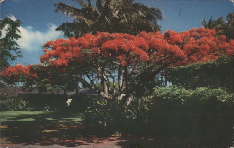 The Flame Tree - Royal Poinciana Blossoms in Hawaii