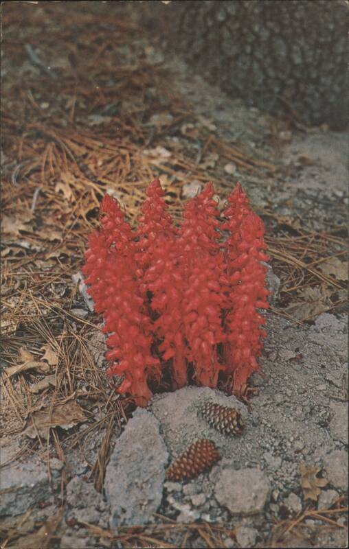 Snow Plant with Pine Cones David Rubinoff Flowers