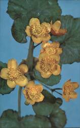 Marsh Marigold or Cowslip Glass Model, Blaschka Postcard