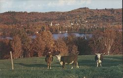 Cows in Golden Hued Autumn Landscape, East Andover, NH Postcard