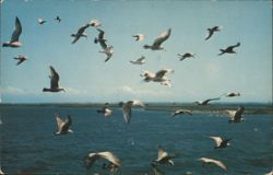 Sea Gulls off The Battery, Charleston, SC Postcard