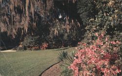 Southern Garden with Spanish Moss and Azaleas Postcard