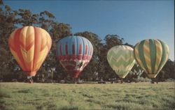 Hot Air Balloons Ready for Flight, Napa Valley Postcard