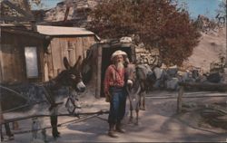 Old Prospector & Burros, Gold Mine, Knott's Berry Farm Postcard
