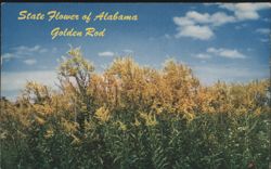 State Flower of Alabama Golden Rod Postcard