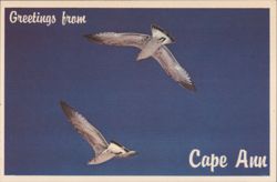 Gulls Soaring, Greetings from Cape Ann, Massachusetts Postcard