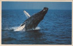 Humpback Whale Breaching off Massachusetts Coast Postcard