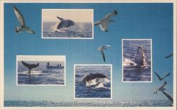 Massachusetts Whale-Watching Humpback Whales Postcard