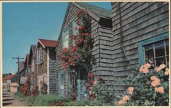 Roses on Bearskin Neck, Cape Ann, Rockport Postcard