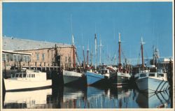 Gloucester Harbor Fishing Fleet with Gulls on Roofs Postcard