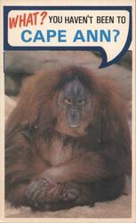 Orangutan WHAT? YOU HAVEN'T BEEN TO CAPE ANN? Postcard