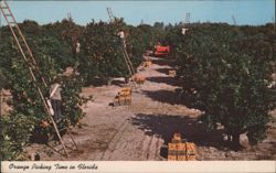 Orange Picking Time in Florida Postcard
