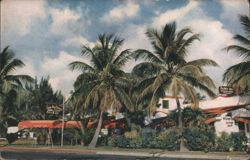 Olney Inn, Miami Beach, Florida Postcard