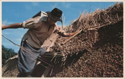 Thatching a Roof, Plimoth Plantation Postcard