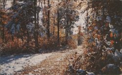 October Snowfall, Snowy Path Through Autumn Woods Postcard