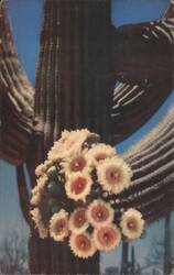 Saguaro Blossoms, Giant Cactus Flowers, Arizona Desert Postcard