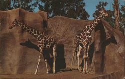 Giraffe Enclosure at San Diego Zoo Postcard