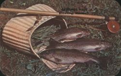 Mountain Trout Fishing, Creel & Rod, Browning, MT Postcard