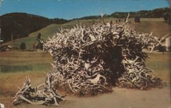 House of Antlers at Mammoth Yellowstone Park Postcard