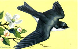Tree Swallow Birds Postcard Postcard
