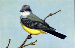 Western Kingbird Birds Postcard Postcard