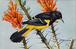Scott's Oriole Birds Postcard Postcard