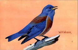 Western Bluebird Birds Postcard Postcard