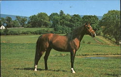 Arabian Stallion Shaftsbury, VT Postcard Postcard